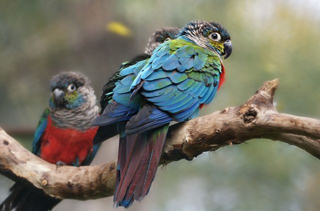  p>绯红腹锥尾鹦鹉(学名:pyrrhura perlata)是典型的 a href="#">攀禽