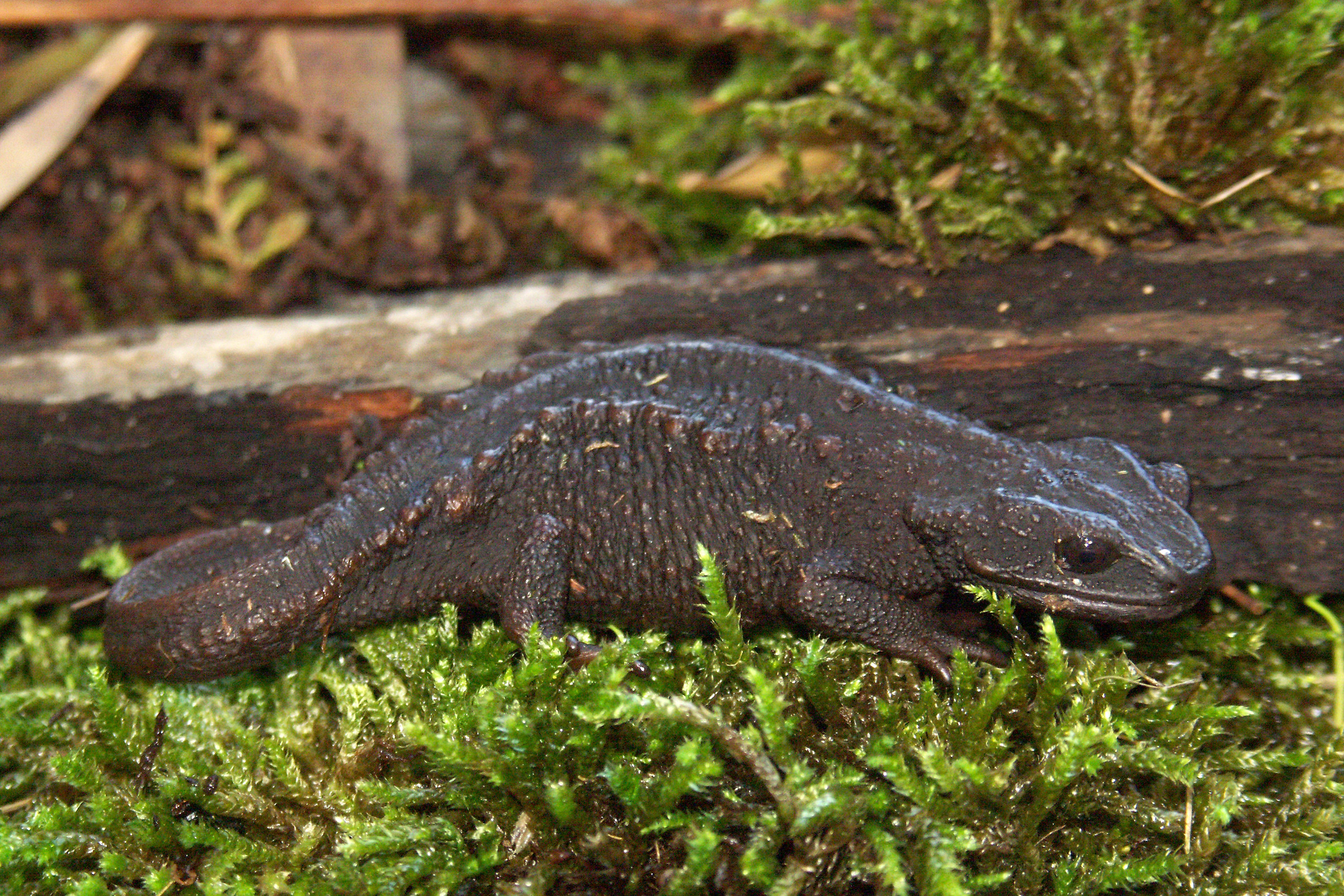 两栖动物有哪些(水陆两栖动物有哪些)