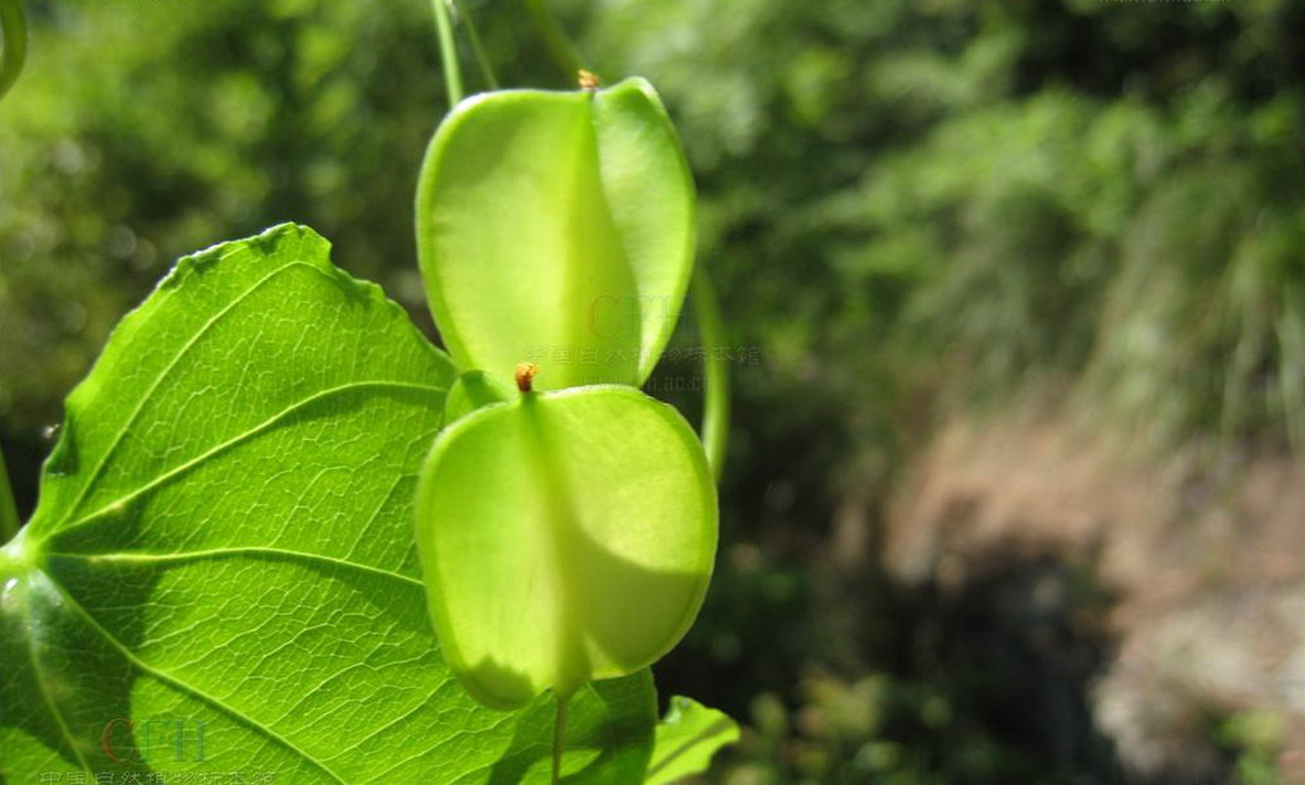  p>纤细薯蓣(学名:dioscorea gracillima miq),为 a target="_blank"