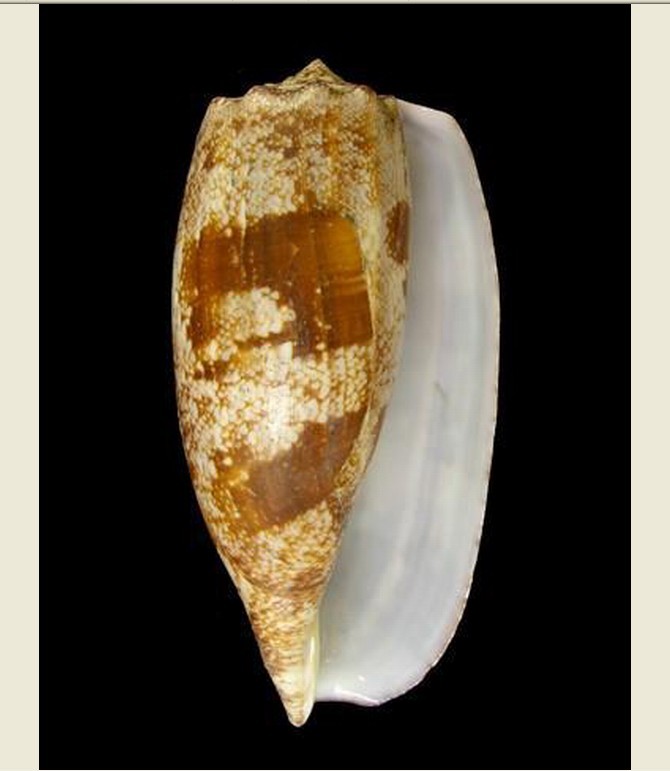  p>杀手芋螺(学名:gastridium geographus)贝壳呈筒状,体层具有赤褐色