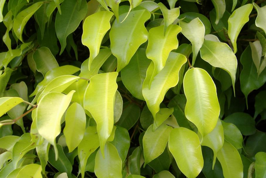  p data-id="gnsz61vqsw"> b>榕树 /b>(学名: i>ficus microcarpa /i>