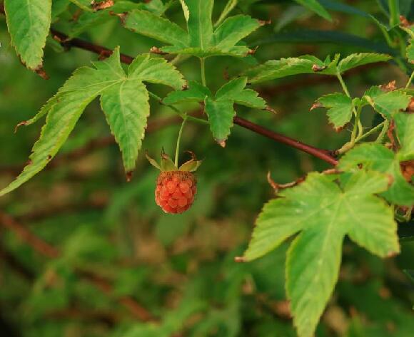  p>掌叶覆盆子(学名: i>rubus /i>  i>chingii /i> hu)是蔷薇科悬钩子
