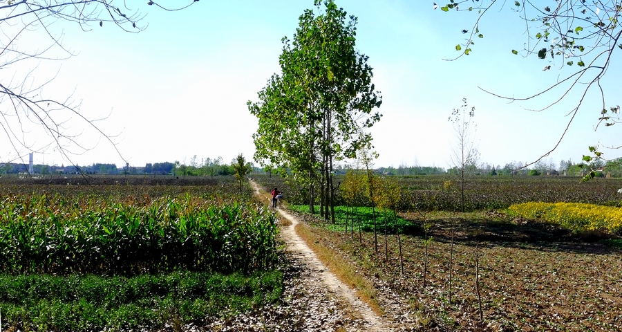  p data-id="go0k4erfhv">大套乡位于古老的废黄河畔,在江苏省滨海县