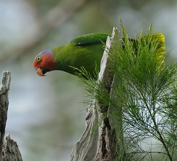 p>红颊鹦鹉(学名:geoffroyus geoffroyi)体长约21厘米,体重135～180