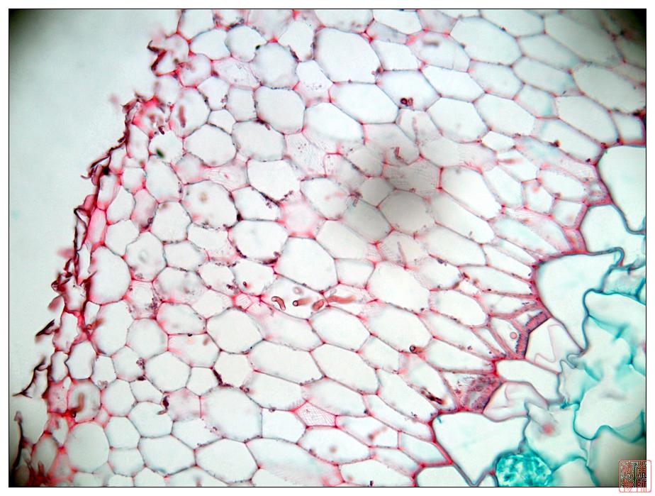 植物组织包括五大基本组织( a target="_blank" href="/item/保护组织