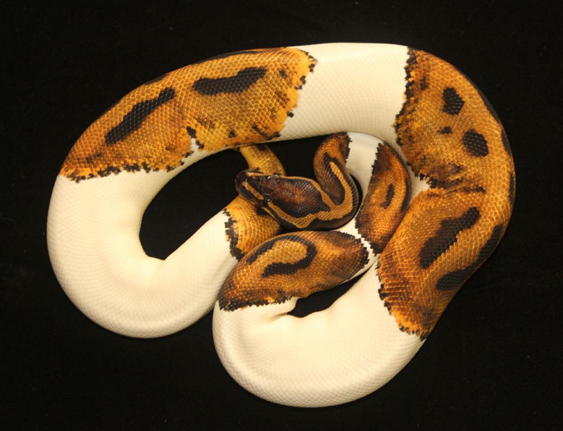  p>眼镜蛇(学名: i>naja /i>)为 a target="_blank" href="/item/眼镜