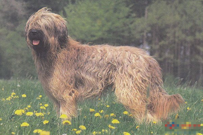 briard