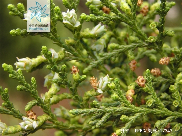  p>侧柏(学名: i>platycladus orientalis /i> (l.