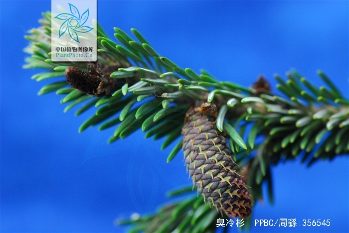  p>臭冷杉(拉丁学名: b>abies /b>  b>nephrolepis /b> (trautv.