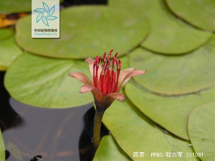  p>莼菜(学名: i>brasenia /i>  i>schreberi /i> j.f.gmel.