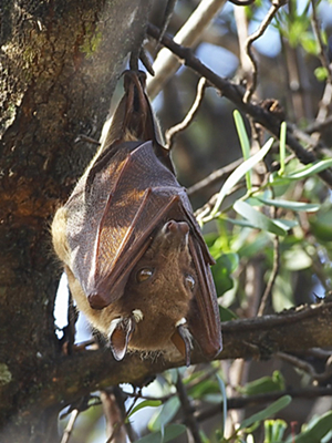  p>锤头果蝠(学名:hypsignathus monstrosus),是哺乳纲翼手目狐蝠科