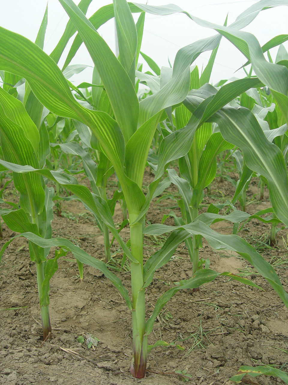 是禾本科,玉蜀黍属一年生草本植物,俗称玉米.