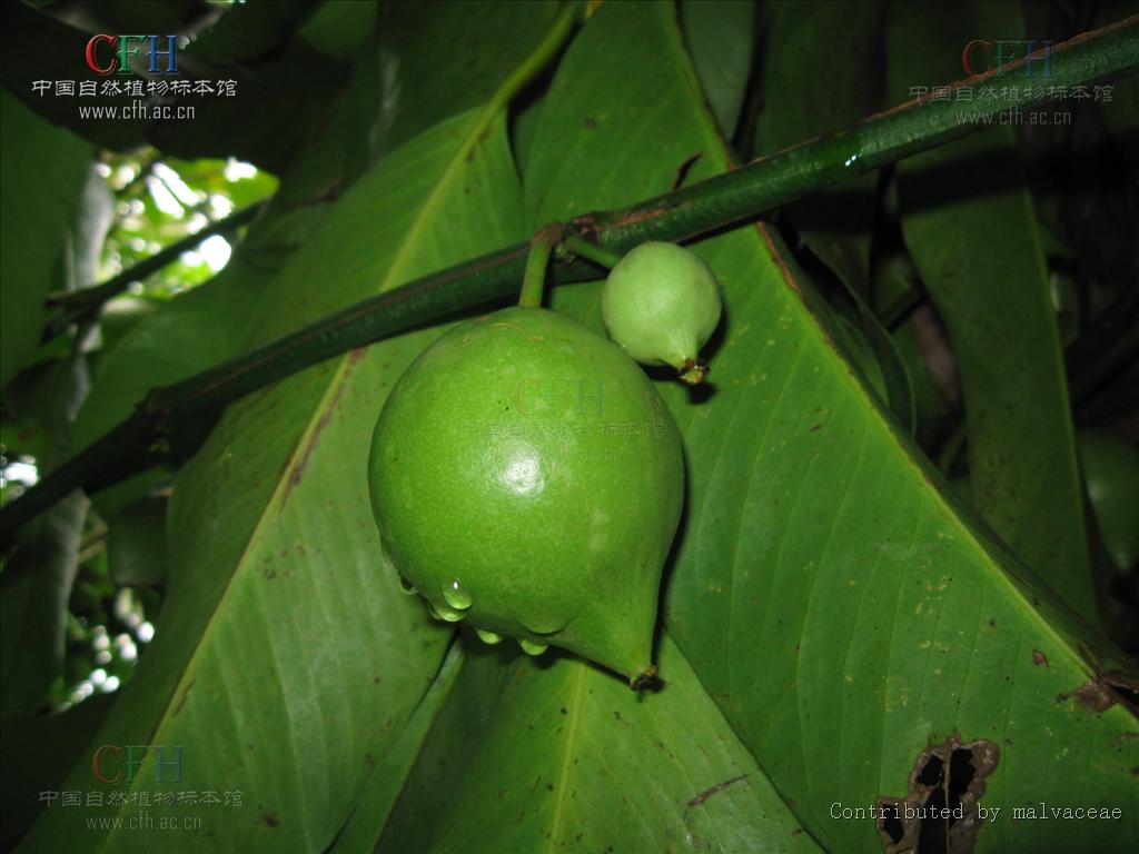  p>藤黄属(学名:garcinia linn.)乔木或灌木,通常具黄色树脂.