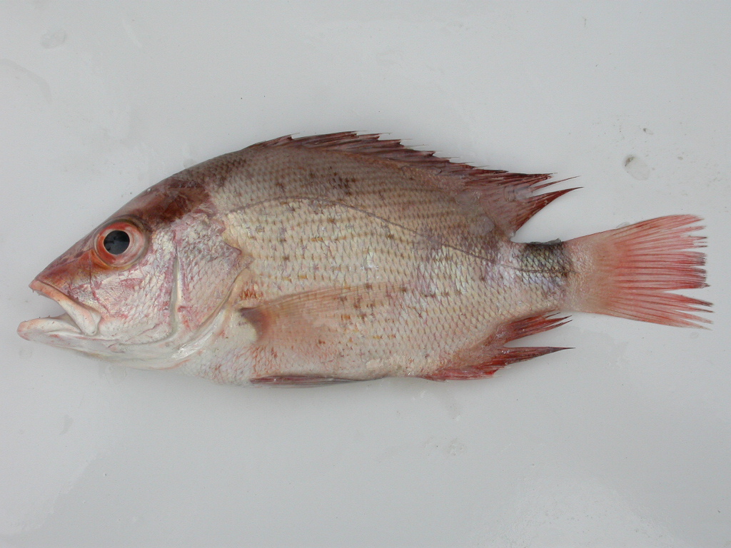  p>中华胡椒鲷, a target="_blank" href="/item/学名/8074290" data