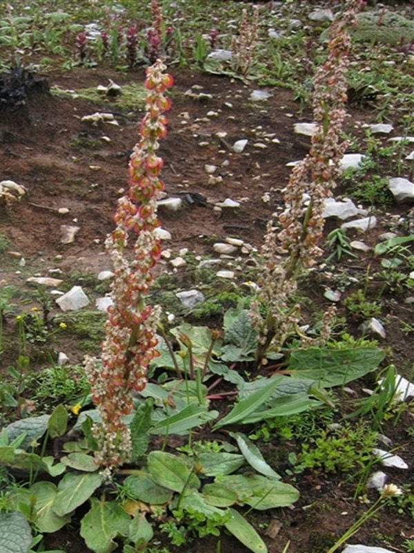  p>滇边大黄(学名: i>rheum delavayi  /i>franch.