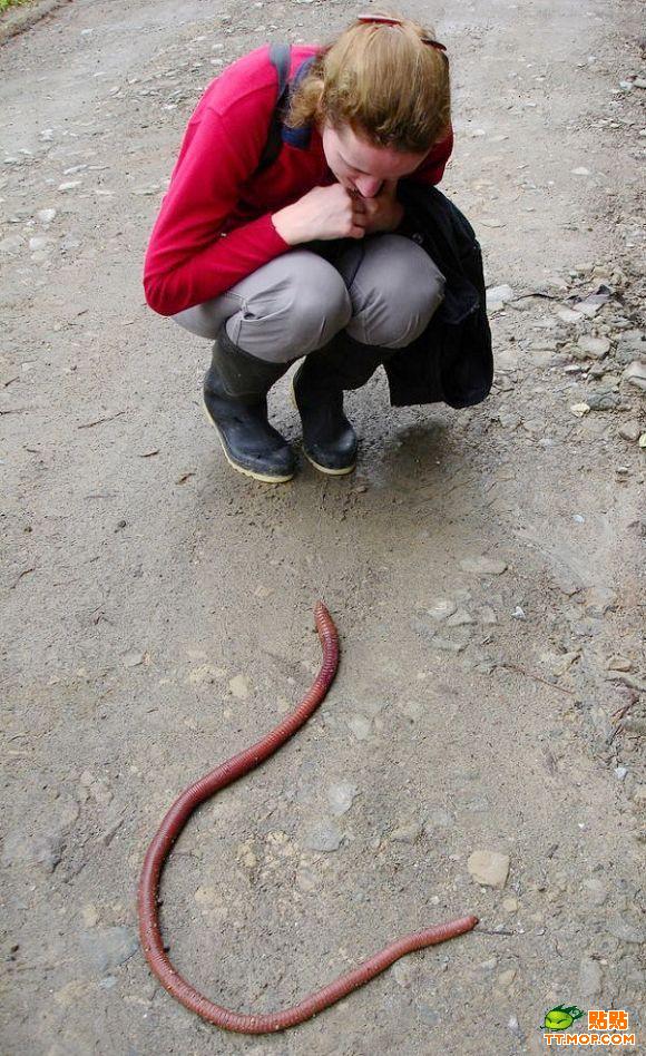  p>巨型蚯蚓,是南美森林中存在着一种巨大的 a href="#" data-lemmaid