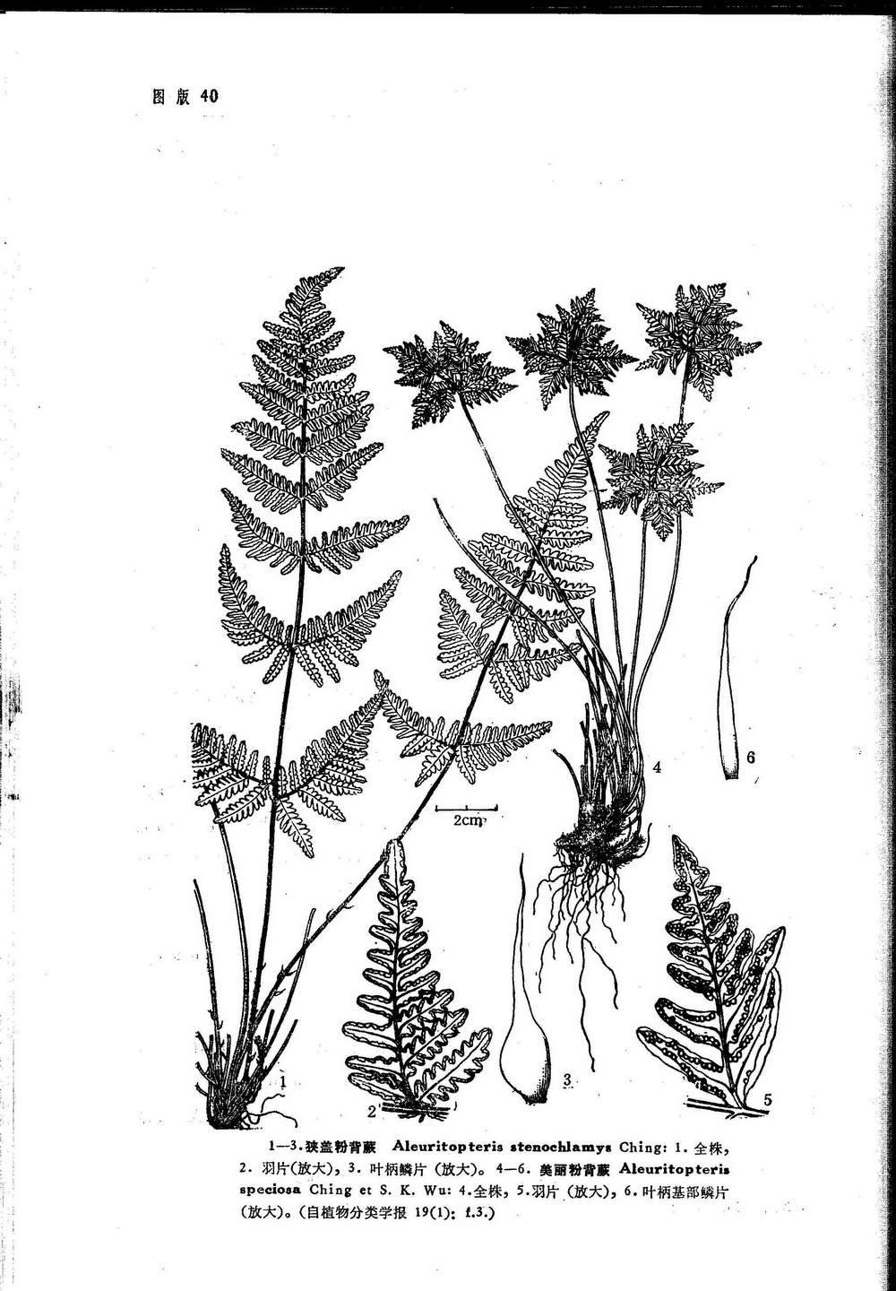 aleuritopteris stenochlamys