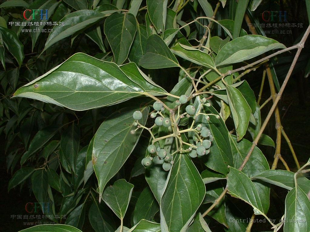 sojak)是山茱萸科,梾木属落叶 a data-lemmaid="33239">乔木 /a>,高