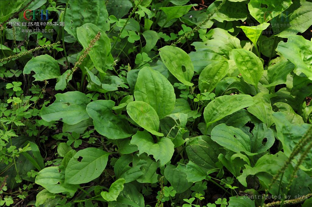  p>小车前,为车前科, a>车前属 /a>的一年生或多年生小草本,叶,花序梗