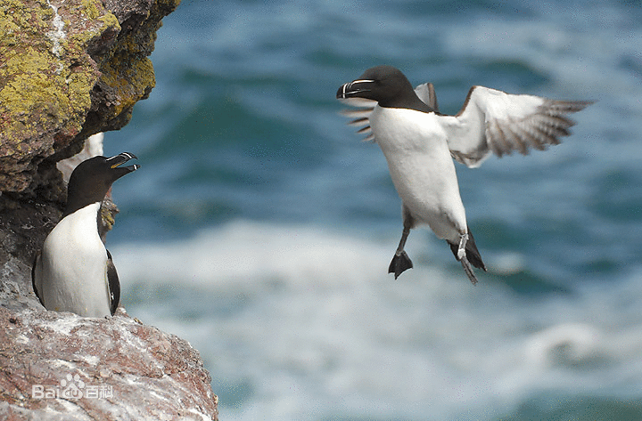 torda /i>) a href="#" data-lemmaid="2500571">海雀科 /a>的一种 a