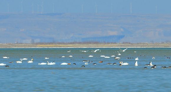  p>黄旗海位于内蒙古自治区乌兰察布市察哈尔右翼前旗境内,东西长约20