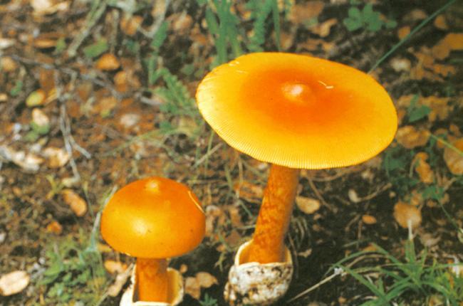  p> a href="#" data-lemmaid="1462244">花柄橙红鹅膏菌 /a>,学名红