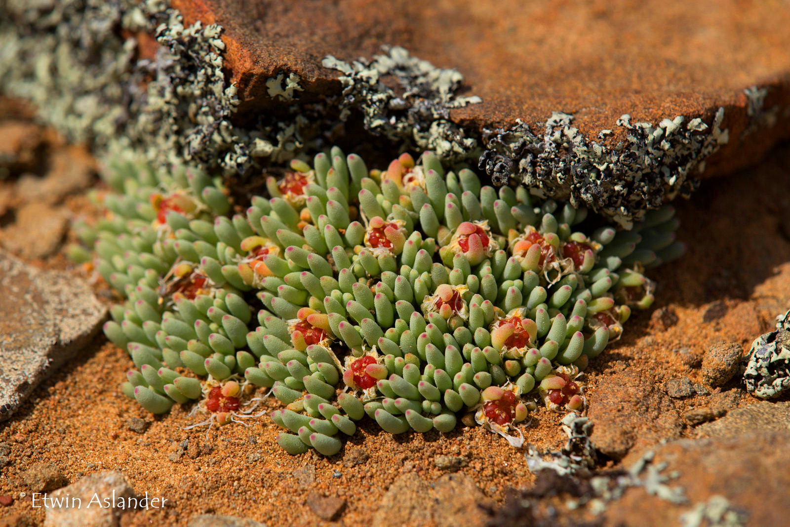  p>多肉植物(succulent plant)是指植物的根,茎,叶三种 a target="