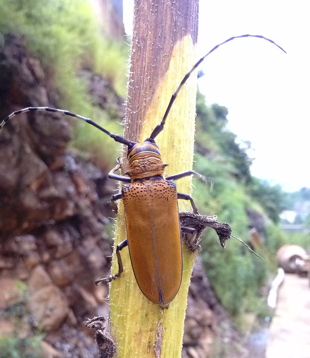  p>属鞘翅目, a href="#" data-lemmaid="6263256">天牛科 /a>,沟胫 a