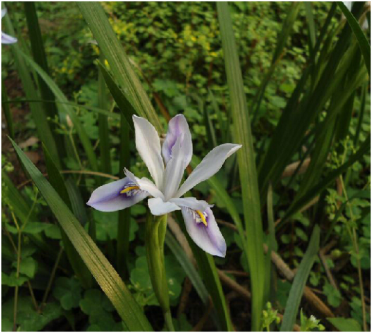 小花鸢尾根_百度百科
