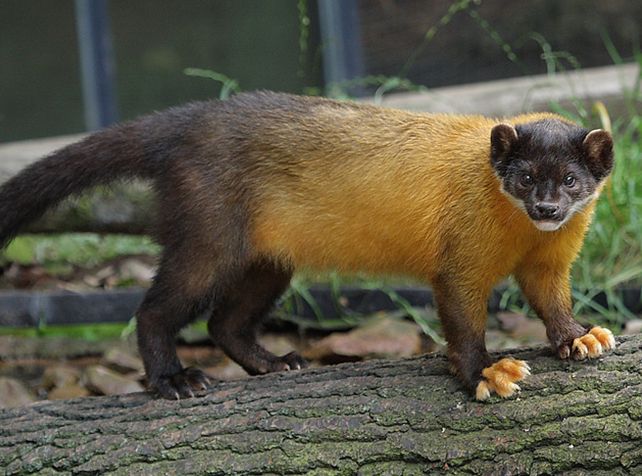  p>黄喉貂(学名: i>martes flavigula /i>):共有10个 a target="