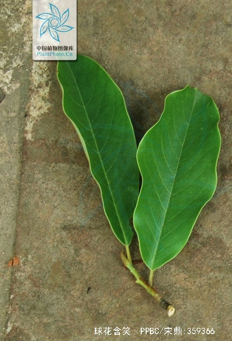 球花含笑的树姿优美,花香宜人,树叶,聚合果亦