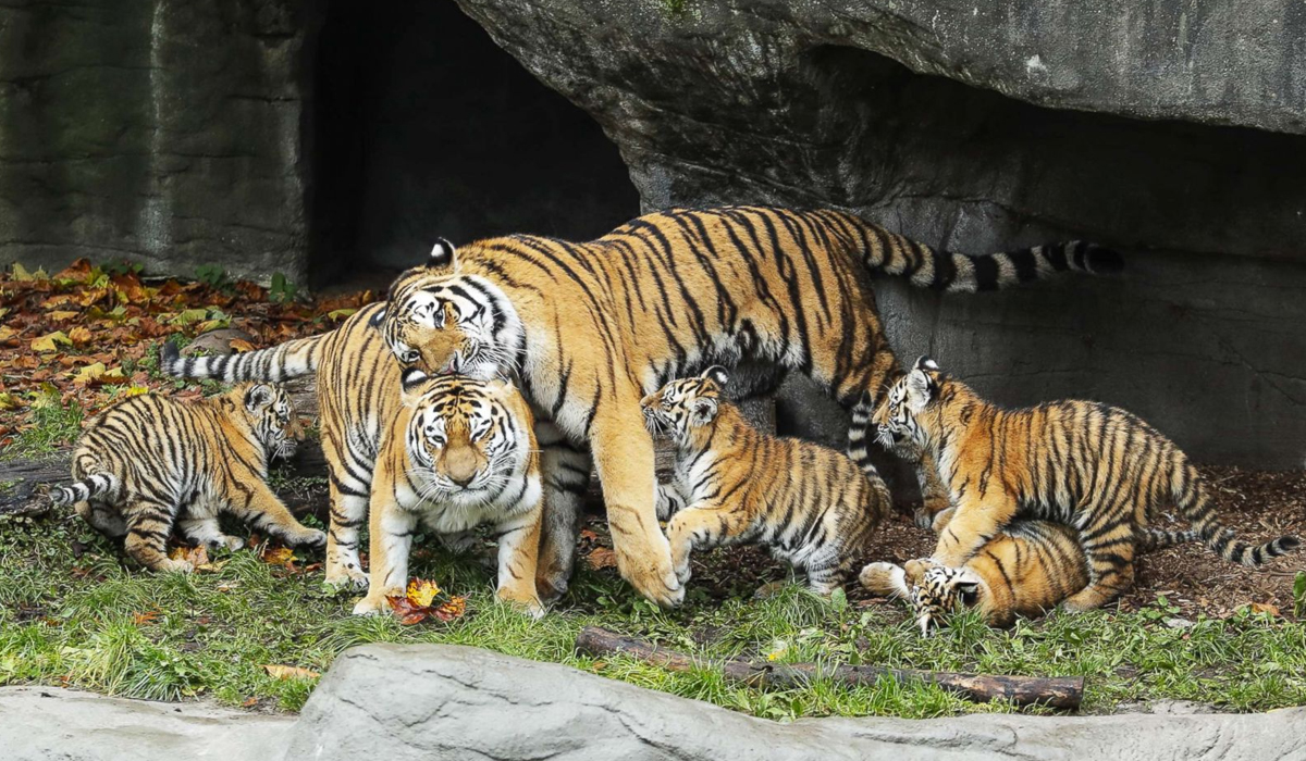 猛兽之殇：浅谈中国虎豹的历史变迁_百科TA说