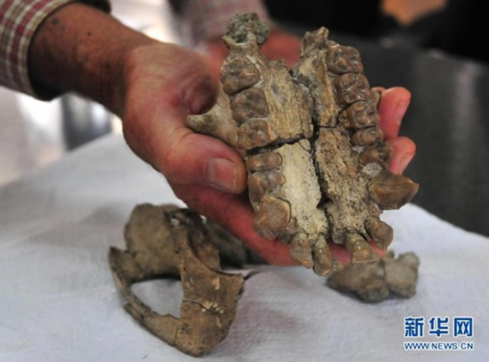  p>森林古猿(dryopithecus)一组种类庞杂的化石 a target="_blank"