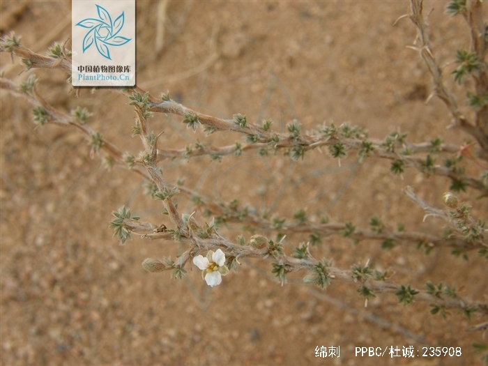 p>绵刺(学名: i>potaninia mongolica /i> maxim.