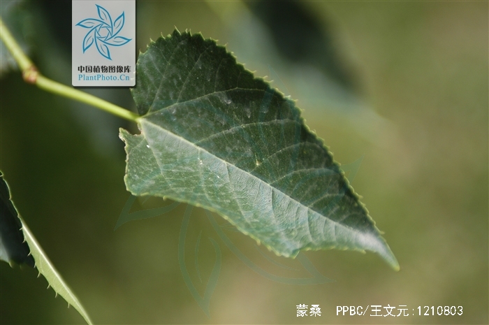 morus mongolica schneid.