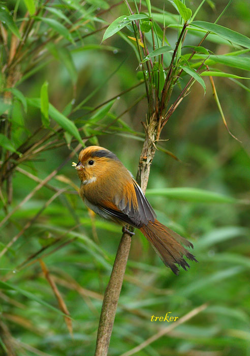  p>黄额鸦雀(学名: i>suthora fulvifrons /i>)是莺科,鸦雀属小型鸟类