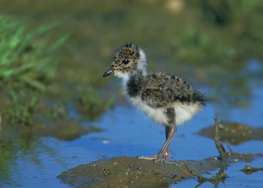  p>凤头麦鸡(学名: i>vanellus vanellus /i>):中型 a href="#" data