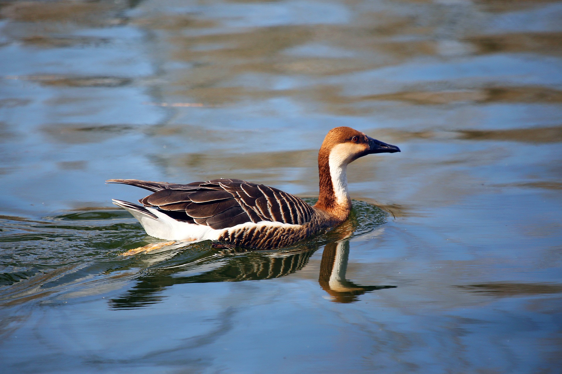 大型候鸟,属 a target="_blank" href="/item/国家二级保护动物