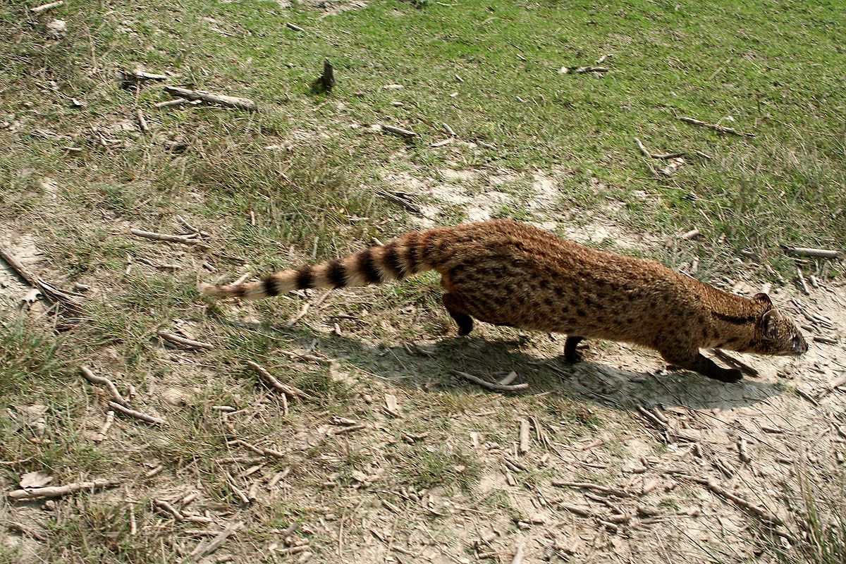  p>小灵猫(学名: i>viverricula indica /i>),俗称七间狸,乌脚狸,箭猫