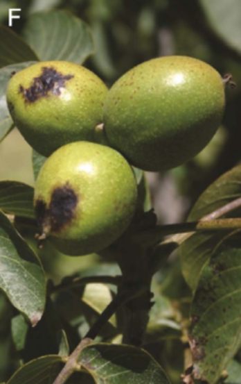  p data-id="gnauogr5ju">核桃黑斑病是由甘蓝黑腐黄单胞菌核桃黑斑