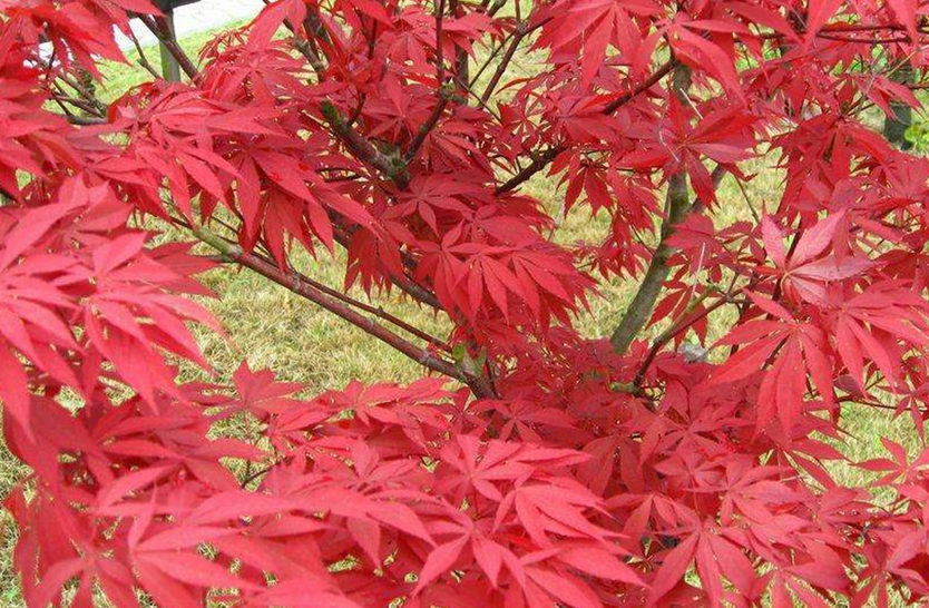 植物界的红色舞娘——日本红枫红舞姬_百科TA说