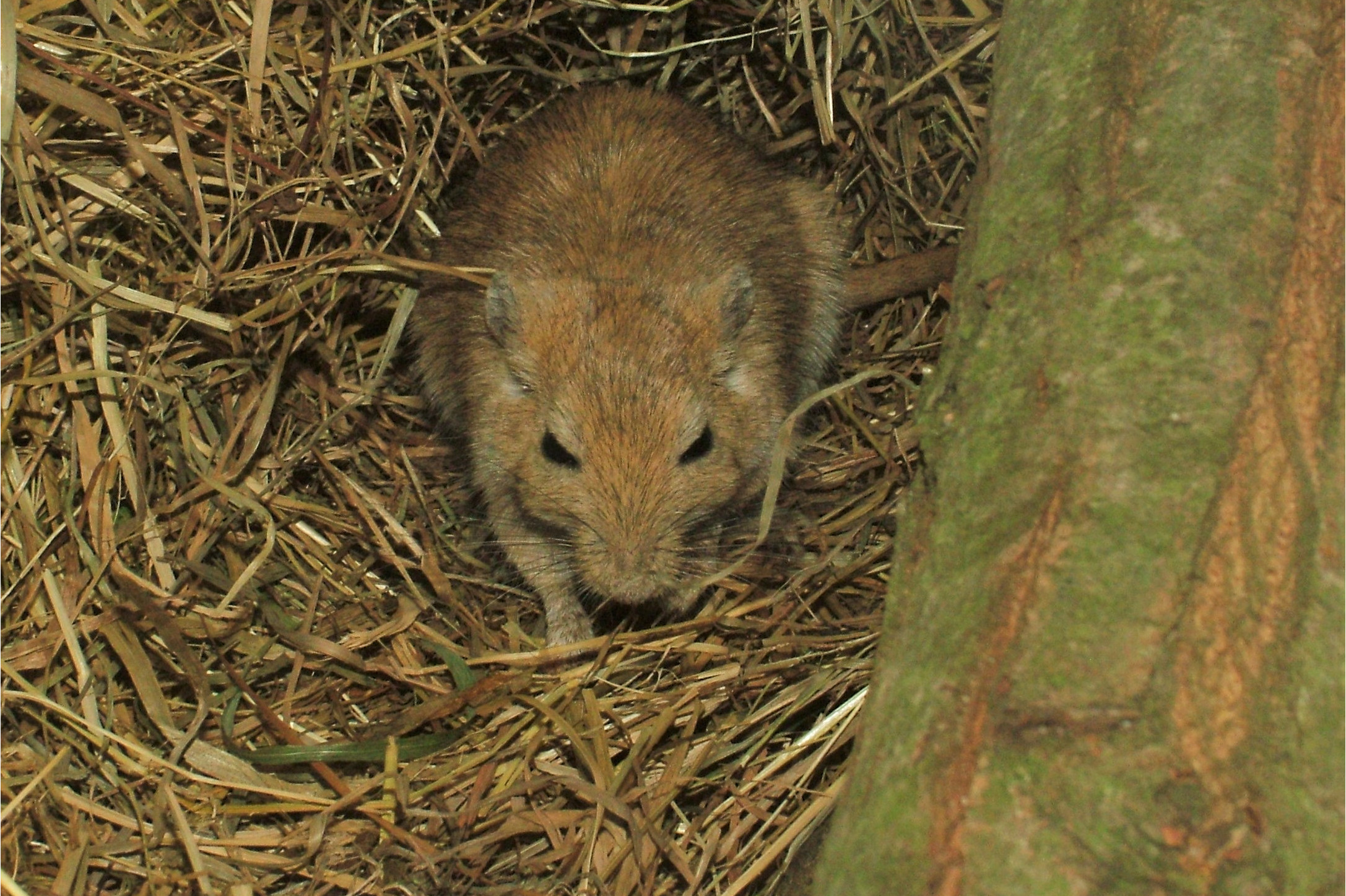 红尾沙鼠吐鲁番亚种