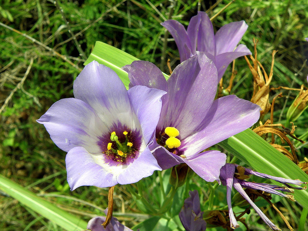  p>尖叶假龙胆(学名: i>gentianella acuta /i>)是龙胆科假龙胆属植物