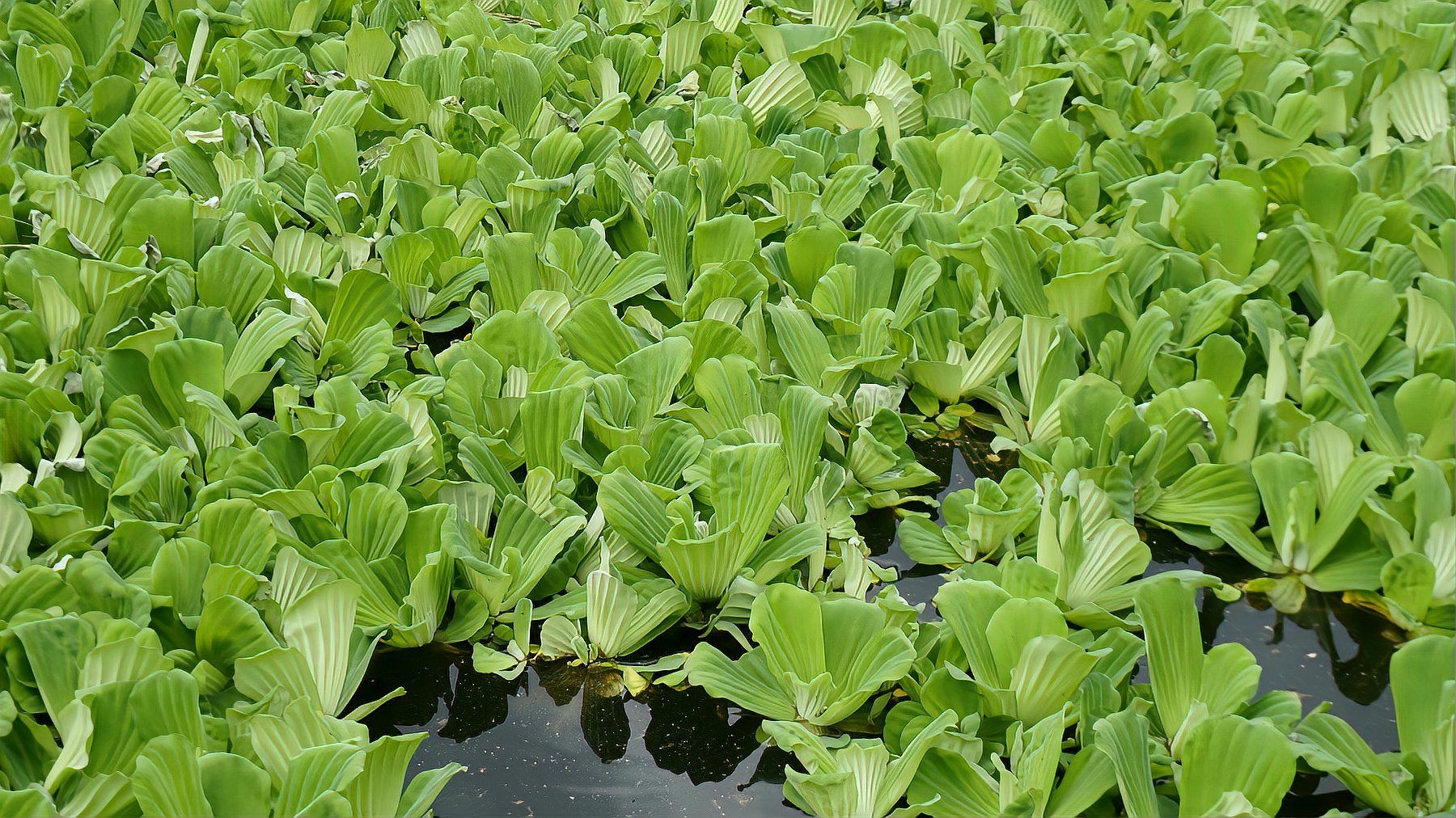 京水菜 百度百科