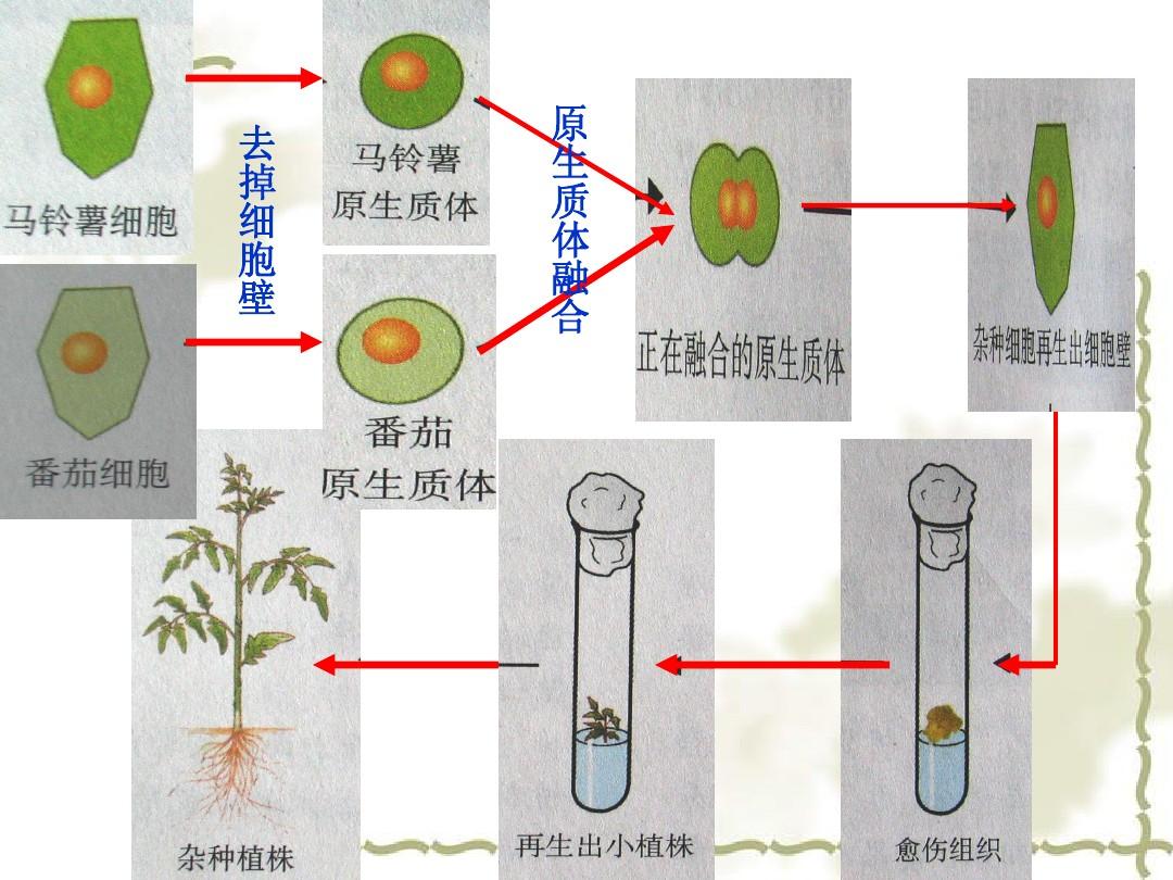 ="1271404">原生质体融合 /a>(protoplast fusion )是指将植物不同种