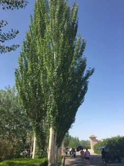 银白杨_百度百科