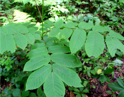 水曲柳（木犀科梣属植物）_百度百科