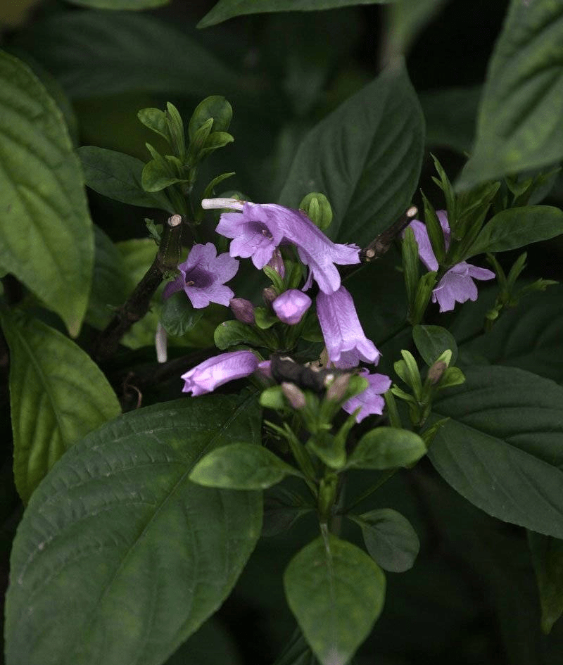  p data-id="tzaya1ii4rls">板蓝( i>strobilanthes cusia /i> (nees)