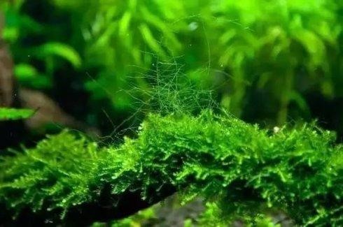 长大后总被人嫌弃的金苔鼠 百科ta说