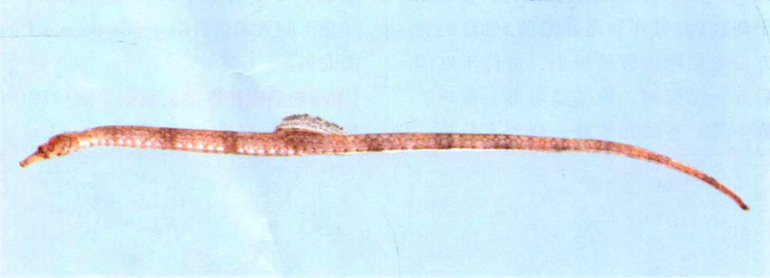 trachyrhamphus  serratus